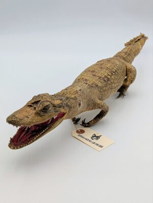Vintage Taxidermy Crocodile Specimen – Full Body Mounted Reptile Display
