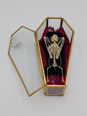 Authentic Bat Skeleton in Glass Coffin Display Case
