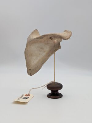 Authentic Ex-Medical Human Scapula on Display Stand