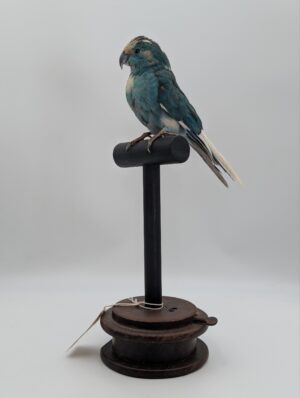 Taxidermy Blue Parakeet on Turned Display Stand