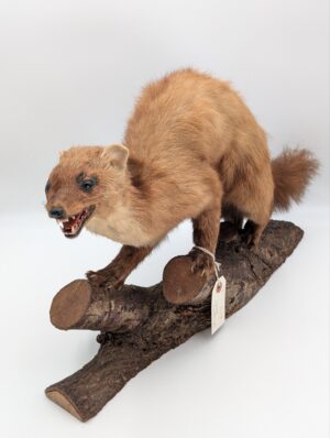 Vintage Taxidermy Ferret Mounted on Naturalistic Branch