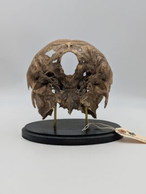 Authentic Ex-Medical Human Skull Base on Display Stand