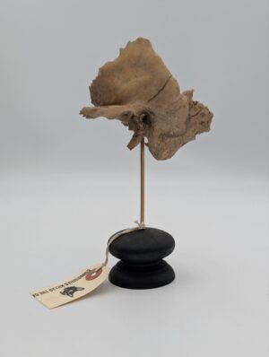 Authentic Ex-Medical Human Temporal Bone on Display Stand