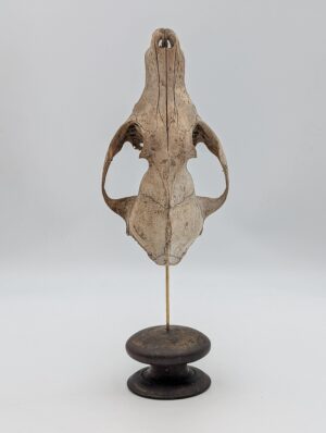 Authentic Cat Skull Specimen Mounted on Display Stand