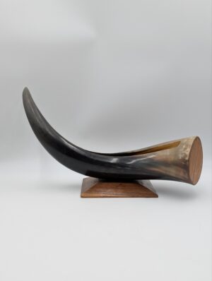 Mounted Natural Animal Horn Decorative Piece on Wooden Stand