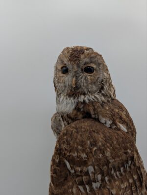 Vintage Taxidermy Tawny Owl Mounted on Natural Wood Plinth