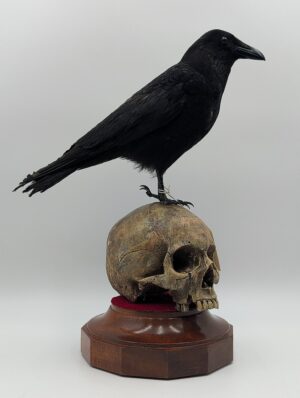 Taxidermy Crow Mounted on Skull Display Base