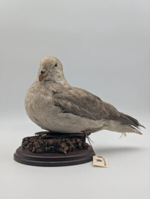 Vintage Taxidermy Seagull Mounted on Wooden Display Base