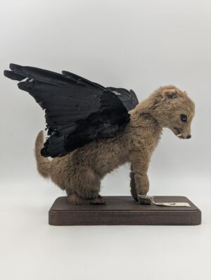 Victorian Style Taxidermy “Pegafox” – Winged Fox Cub Curiosity Display