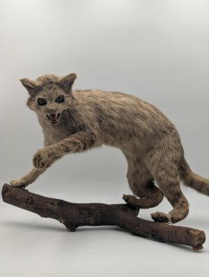 Vintage Taxidermy Wild Cat Mounted on Natural Branch Display
