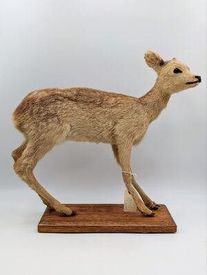 Vintage Taxidermy Baby Deer Fawn Mount On Wooden Base