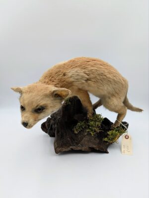 Vintage Taxidermy Fox Cub Mount On Natural Driftwood Base