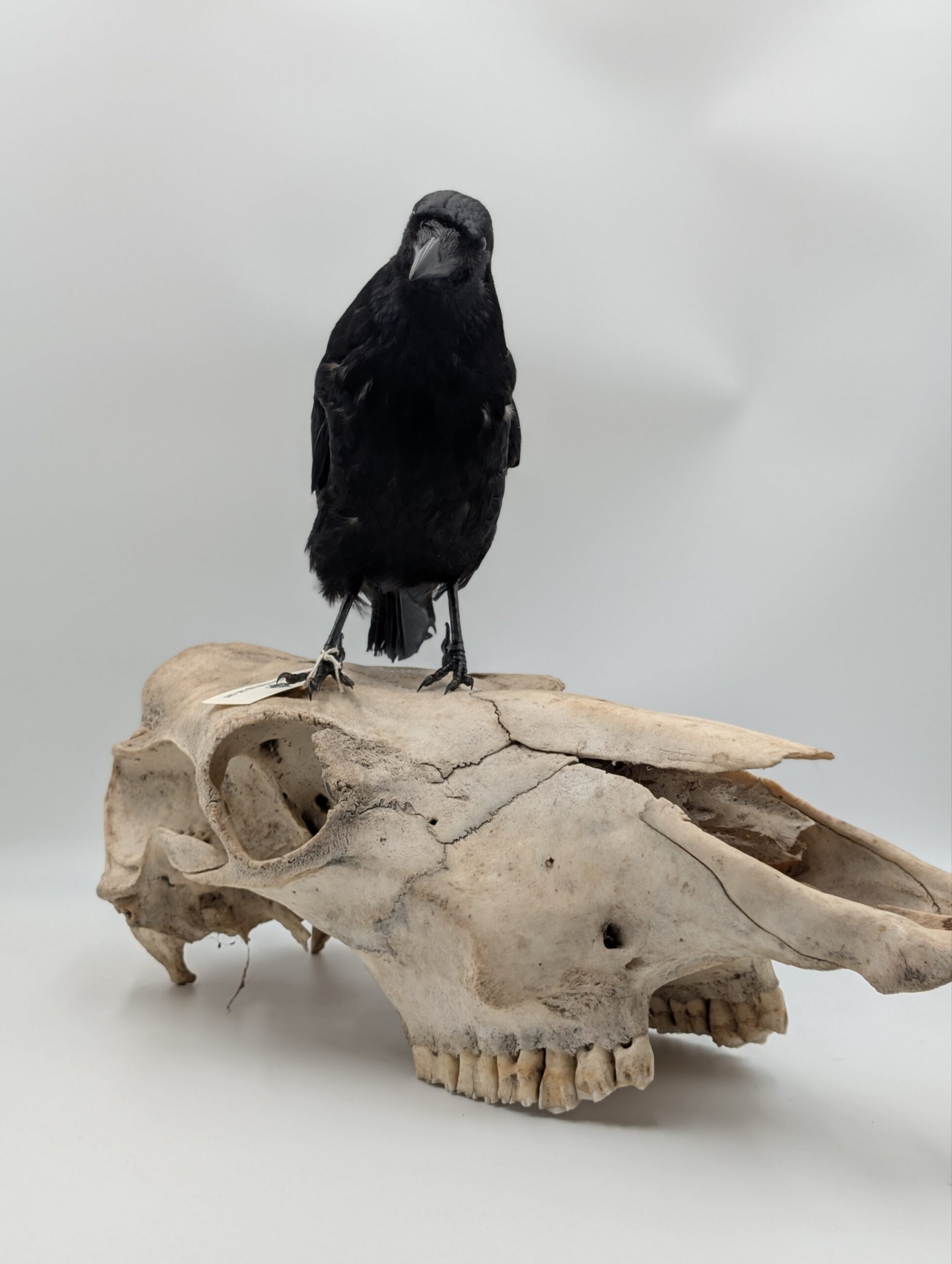 Taxidermy Crow on Authentic Cow Skull Mount – Gothic Curiosity Display - Image 2