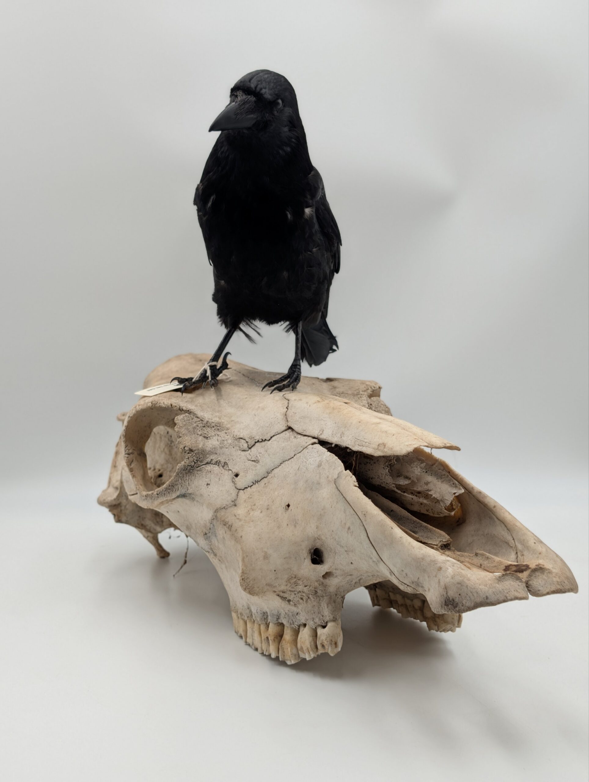 Taxidermy Crow on Authentic Cow Skull Mount – Gothic Curiosity Display - Image 7