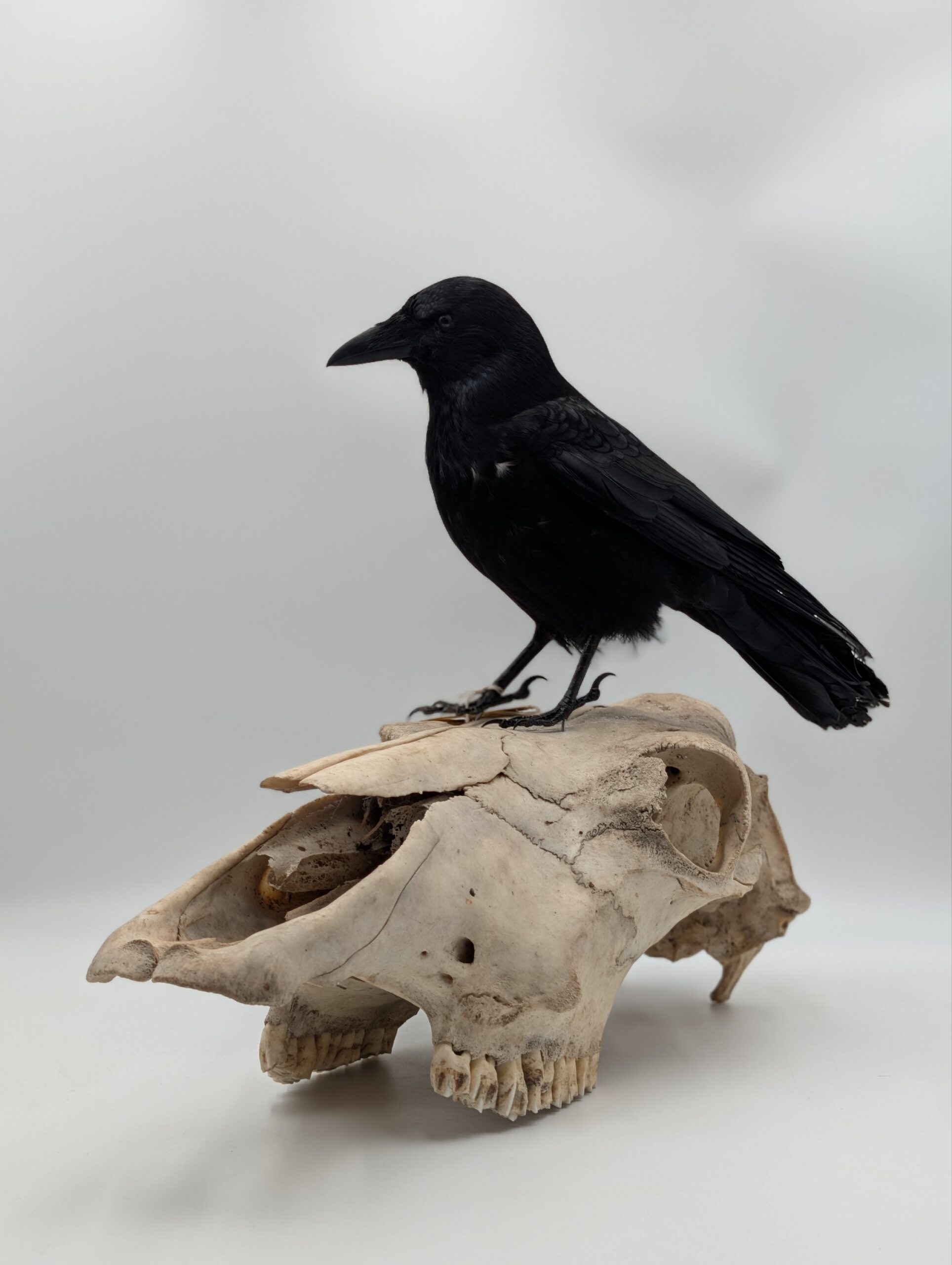 Taxidermy Crow on Authentic Cow Skull Mount – Gothic Curiosity Display