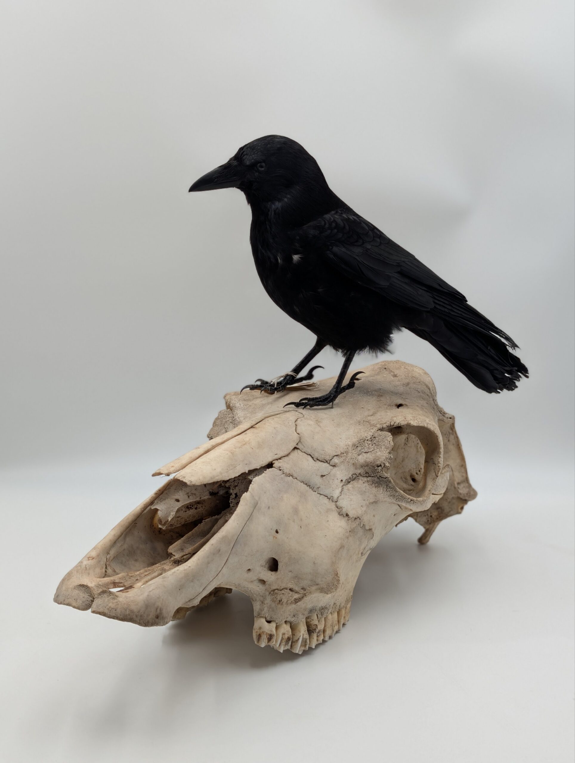 Taxidermy Crow on Authentic Cow Skull Mount – Gothic Curiosity Display - Image 8