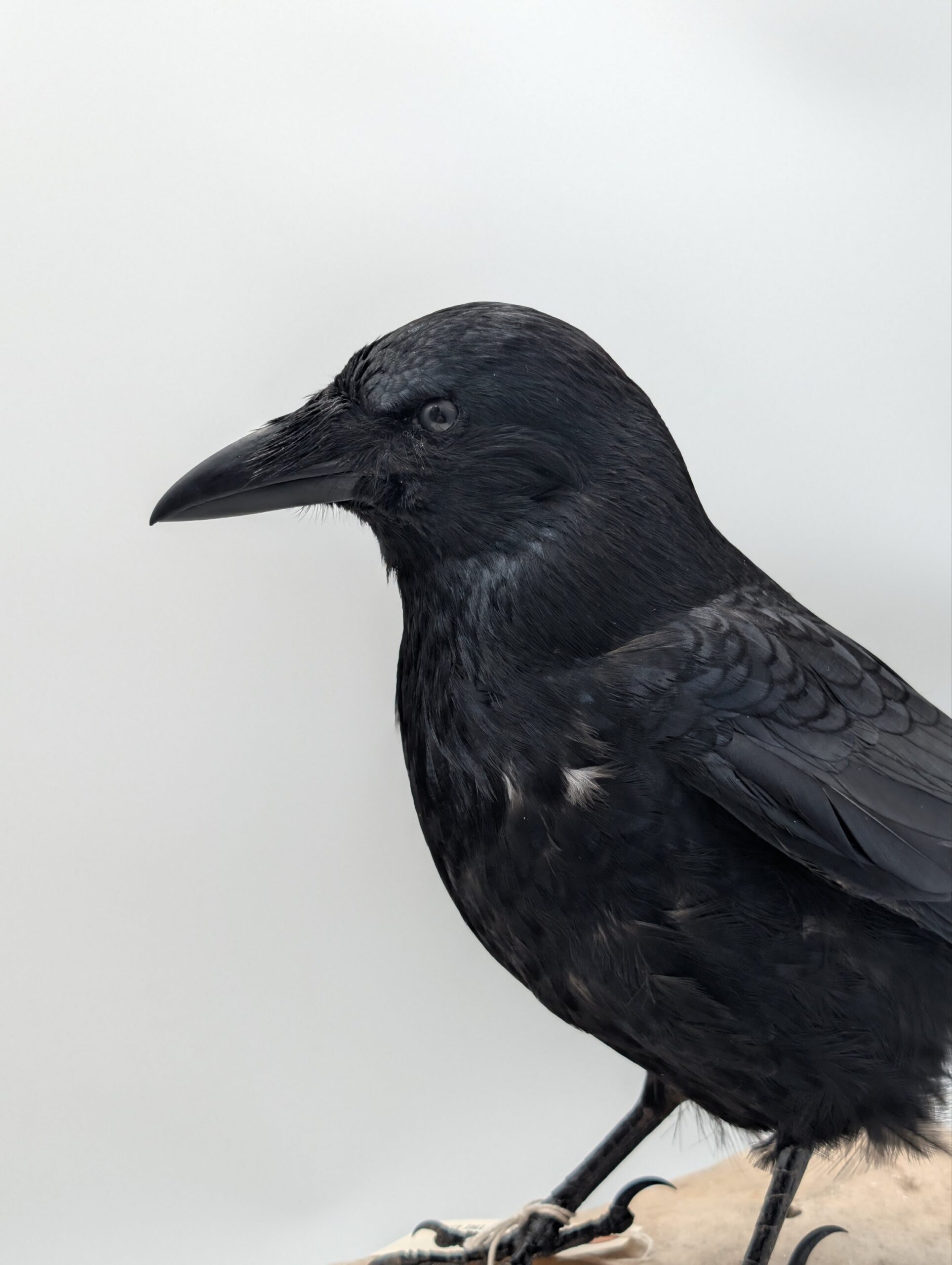 Taxidermy Crow on Authentic Cow Skull Mount – Gothic Curiosity Display - Image 4