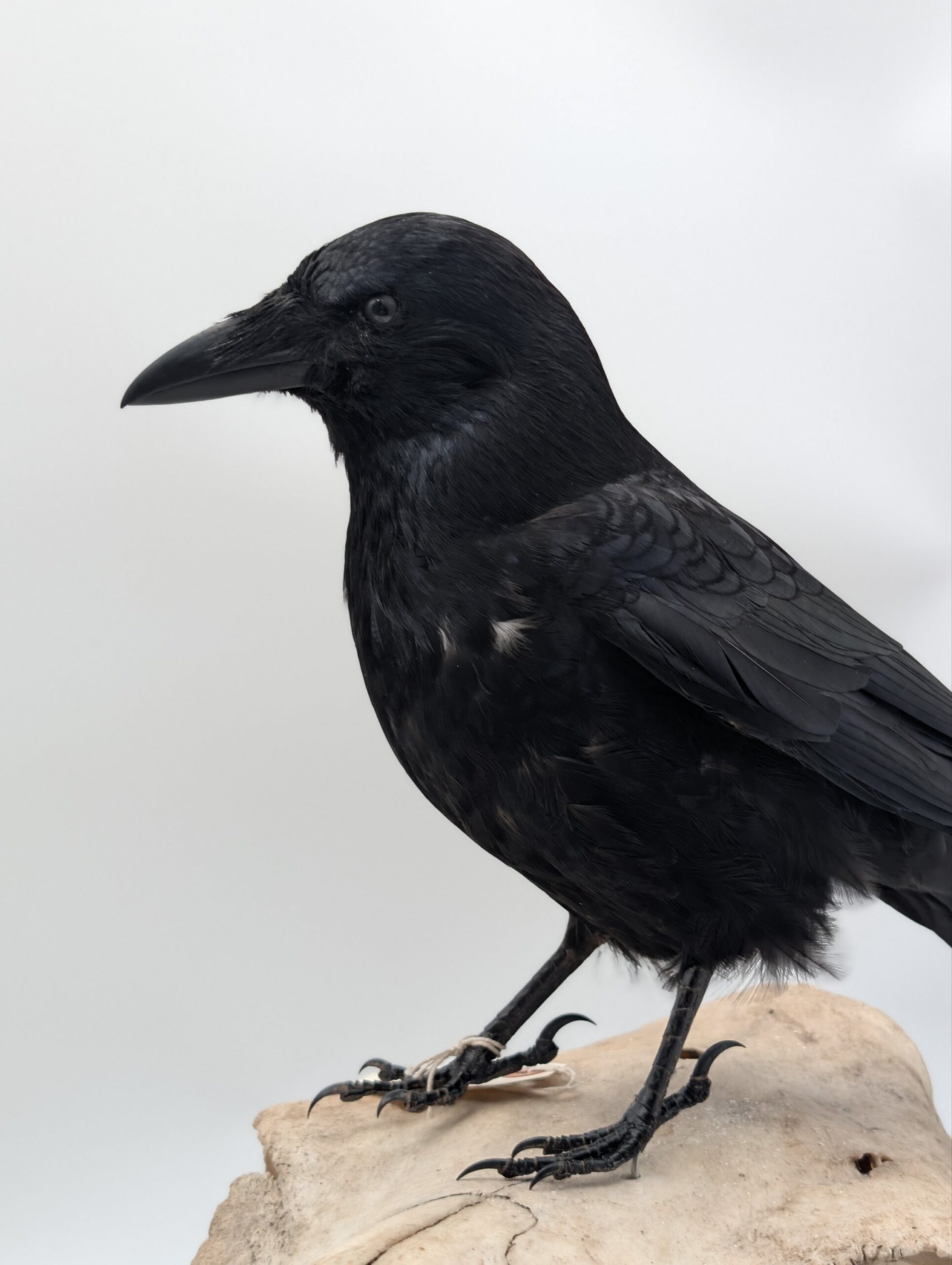 Taxidermy Crow on Authentic Cow Skull Mount – Gothic Curiosity Display - Image 6