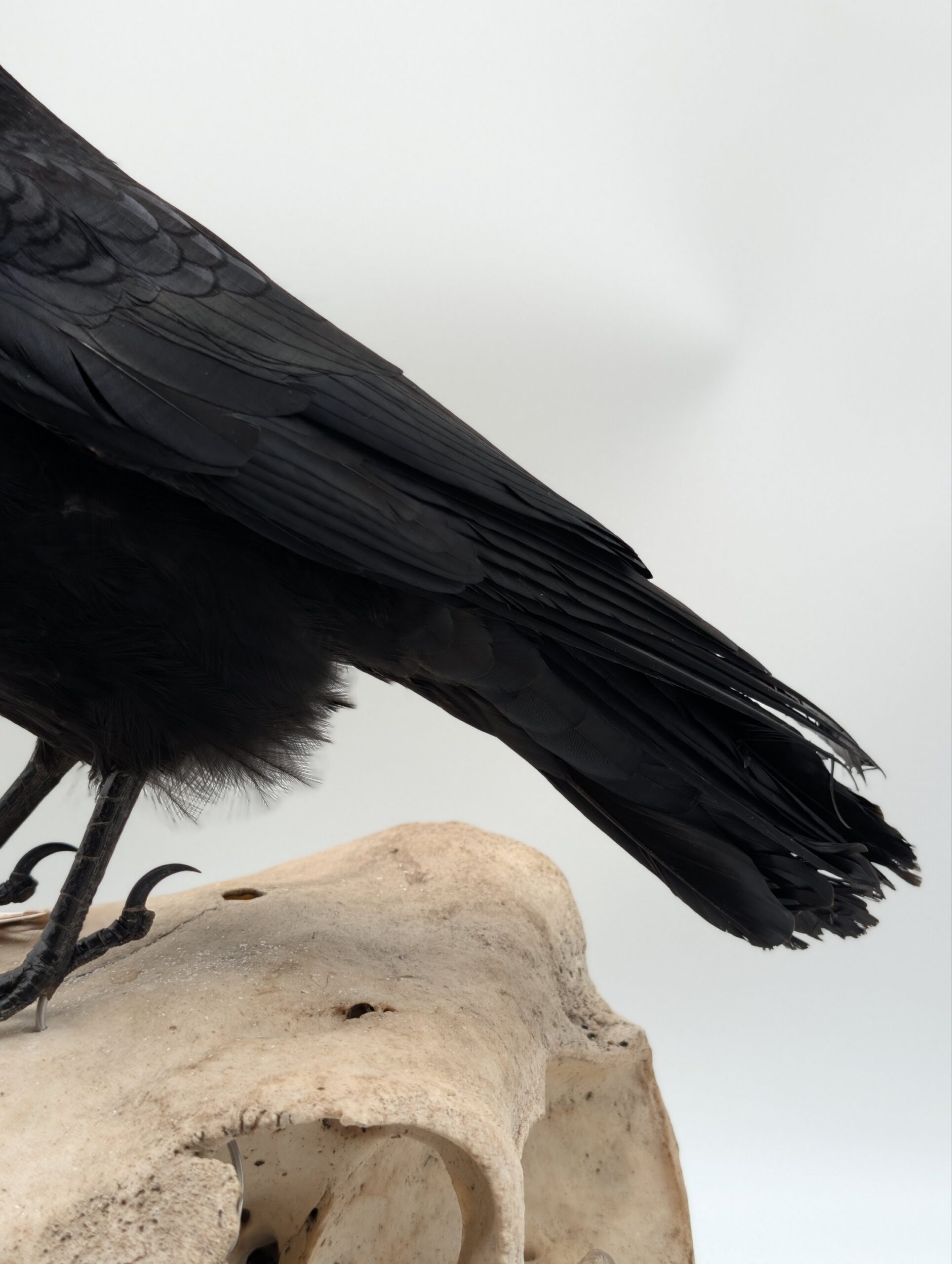 Taxidermy Crow on Authentic Cow Skull Mount – Gothic Curiosity Display - Image 3