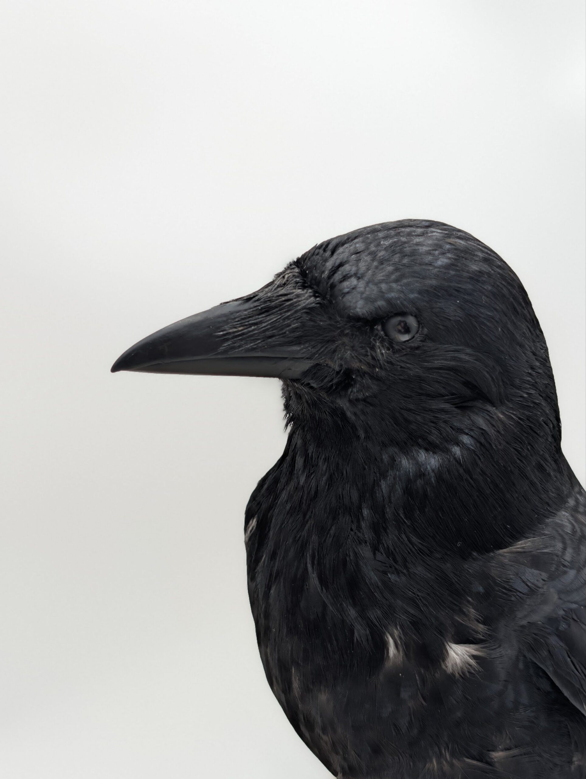Taxidermy Crow on Authentic Cow Skull Mount – Gothic Curiosity Display - Image 10