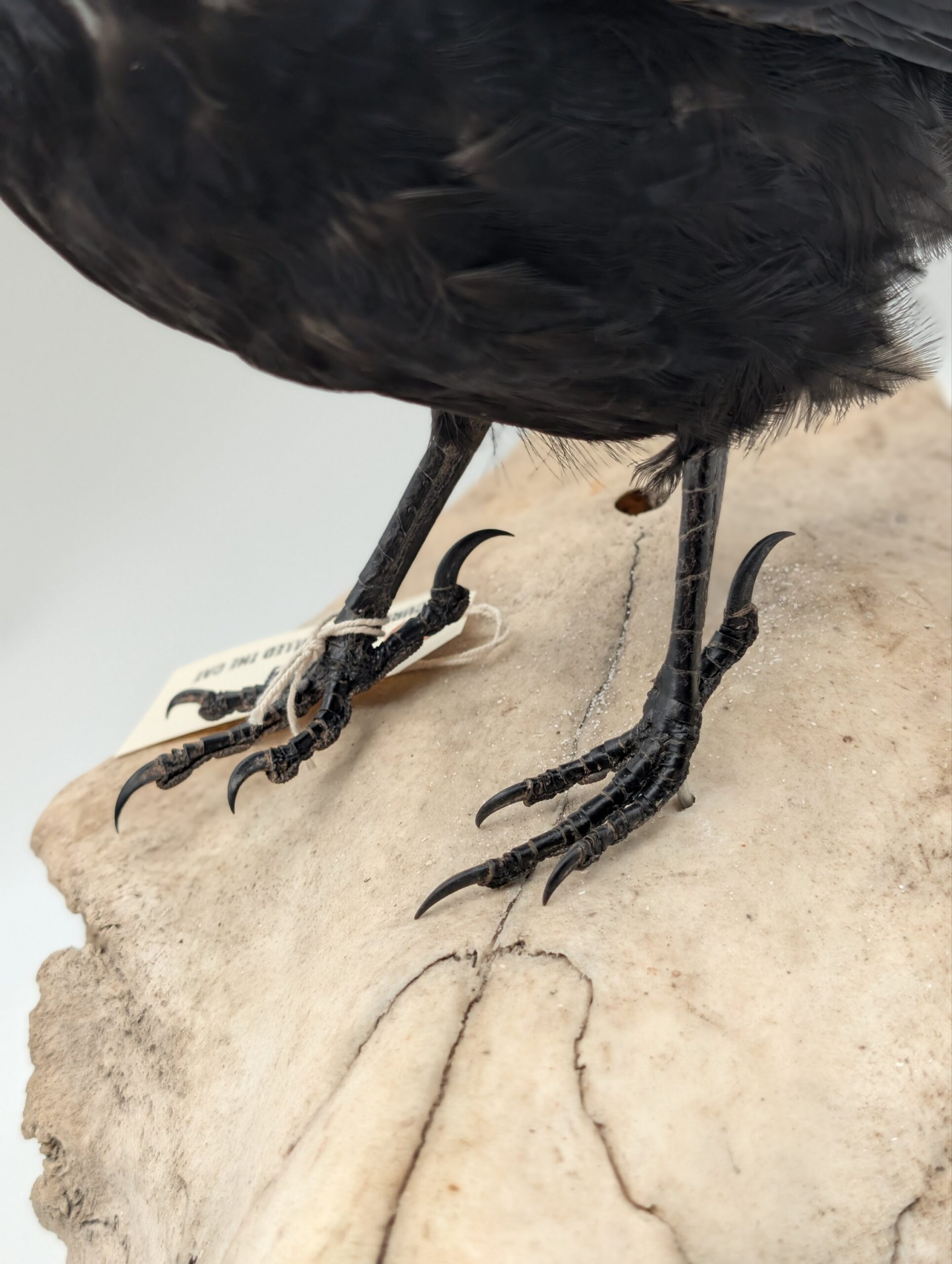 Taxidermy Crow on Authentic Cow Skull Mount – Gothic Curiosity Display - Image 5