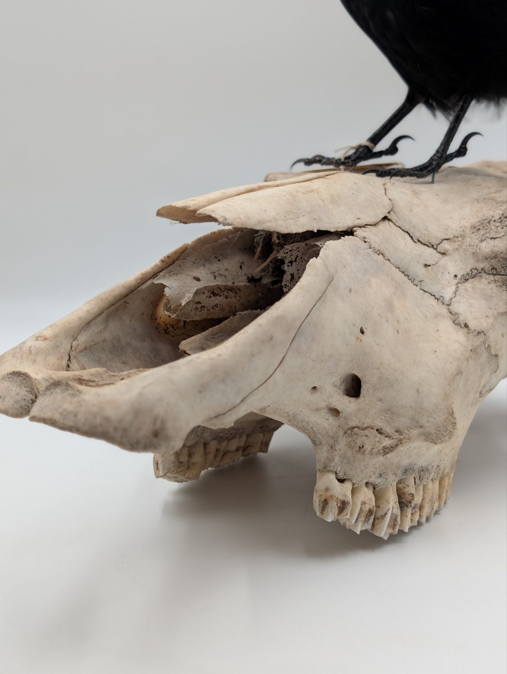 Taxidermy Crow on Authentic Cow Skull Mount – Gothic Curiosity Display - Image 9