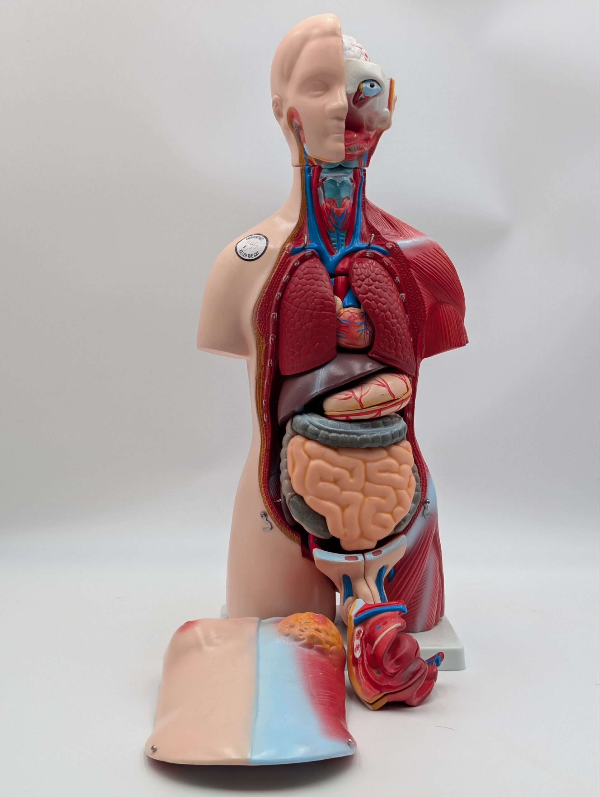 Vintage Medical Anatomy Teaching Model – Human Torso Anatomical Demonstration Figure - Image 5