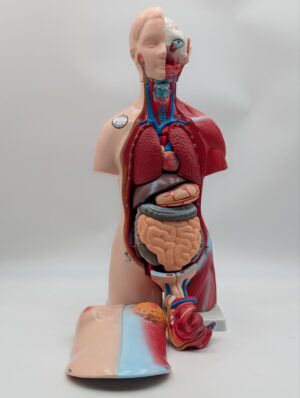 Vintage Medical Anatomy Teaching Model – Human Torso Anatomical Demonstration Figure