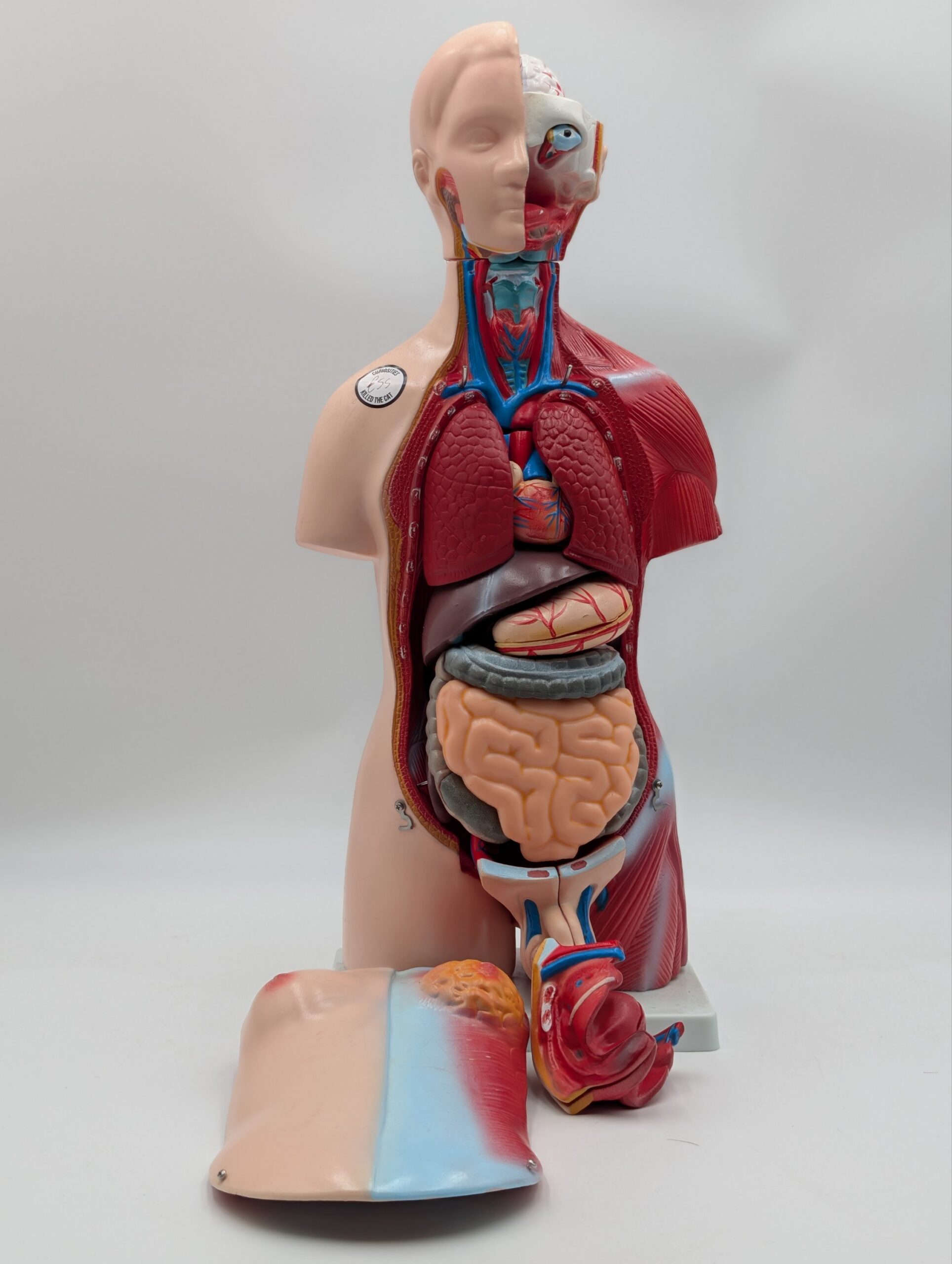 Vintage Medical Anatomy Teaching Model – Human Torso Anatomical Demonstration Figure