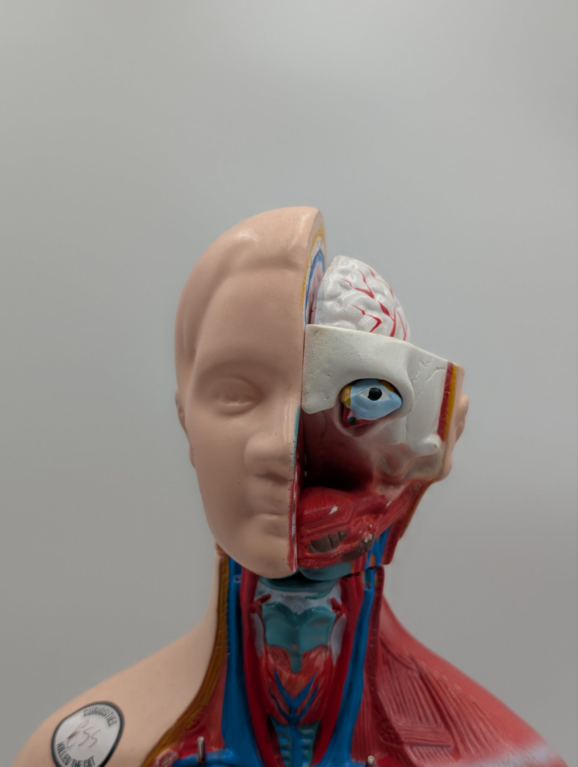 Vintage Medical Anatomy Teaching Model – Human Torso Anatomical Demonstration Figure - Image 4