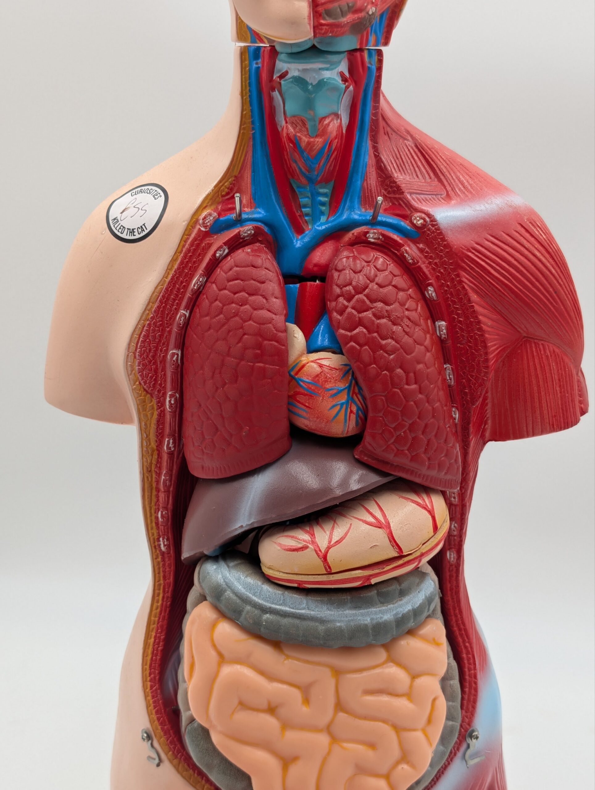 Vintage Medical Anatomy Teaching Model – Human Torso Anatomical Demonstration Figure - Image 8