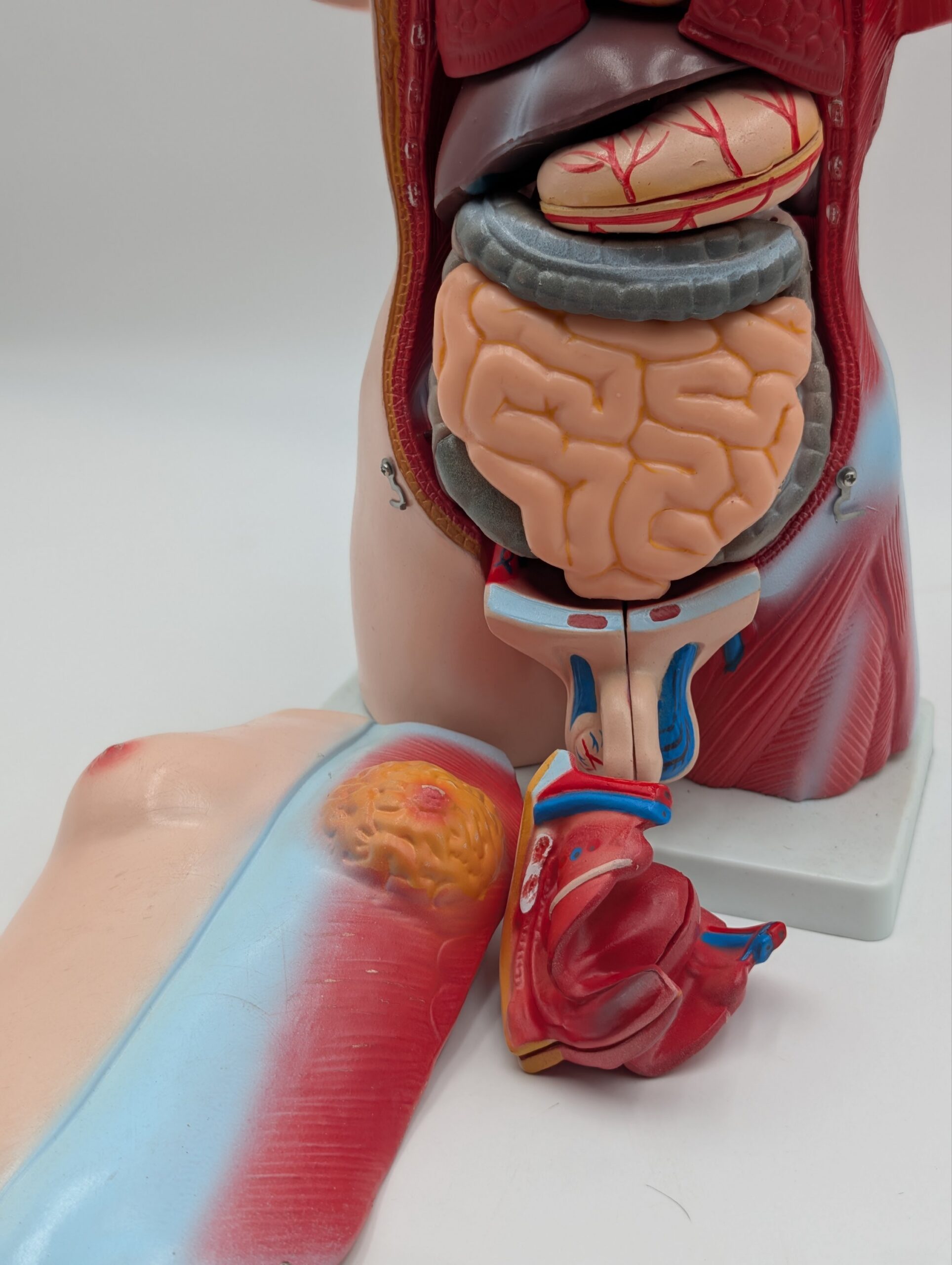Vintage Medical Anatomy Teaching Model – Human Torso Anatomical Demonstration Figure - Image 3