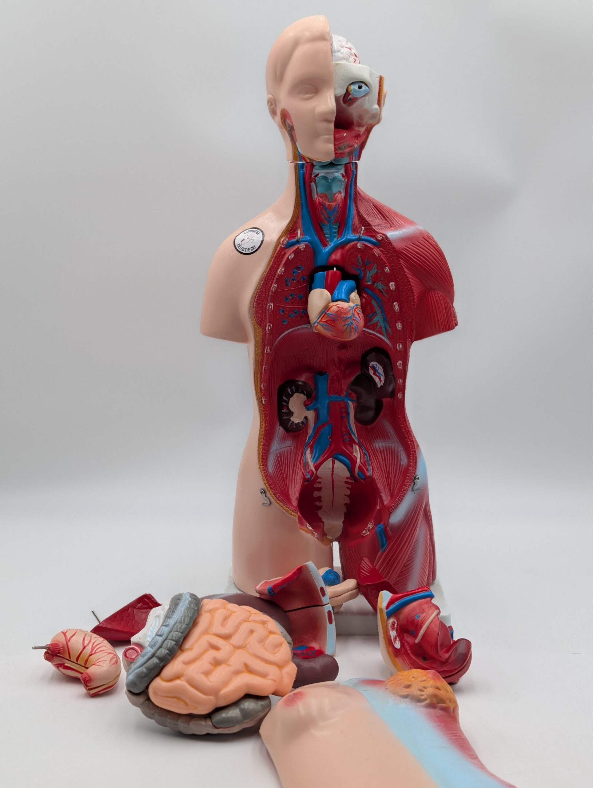 Vintage Medical Anatomy Teaching Model – Human Torso Anatomical Demonstration Figure - Image 7