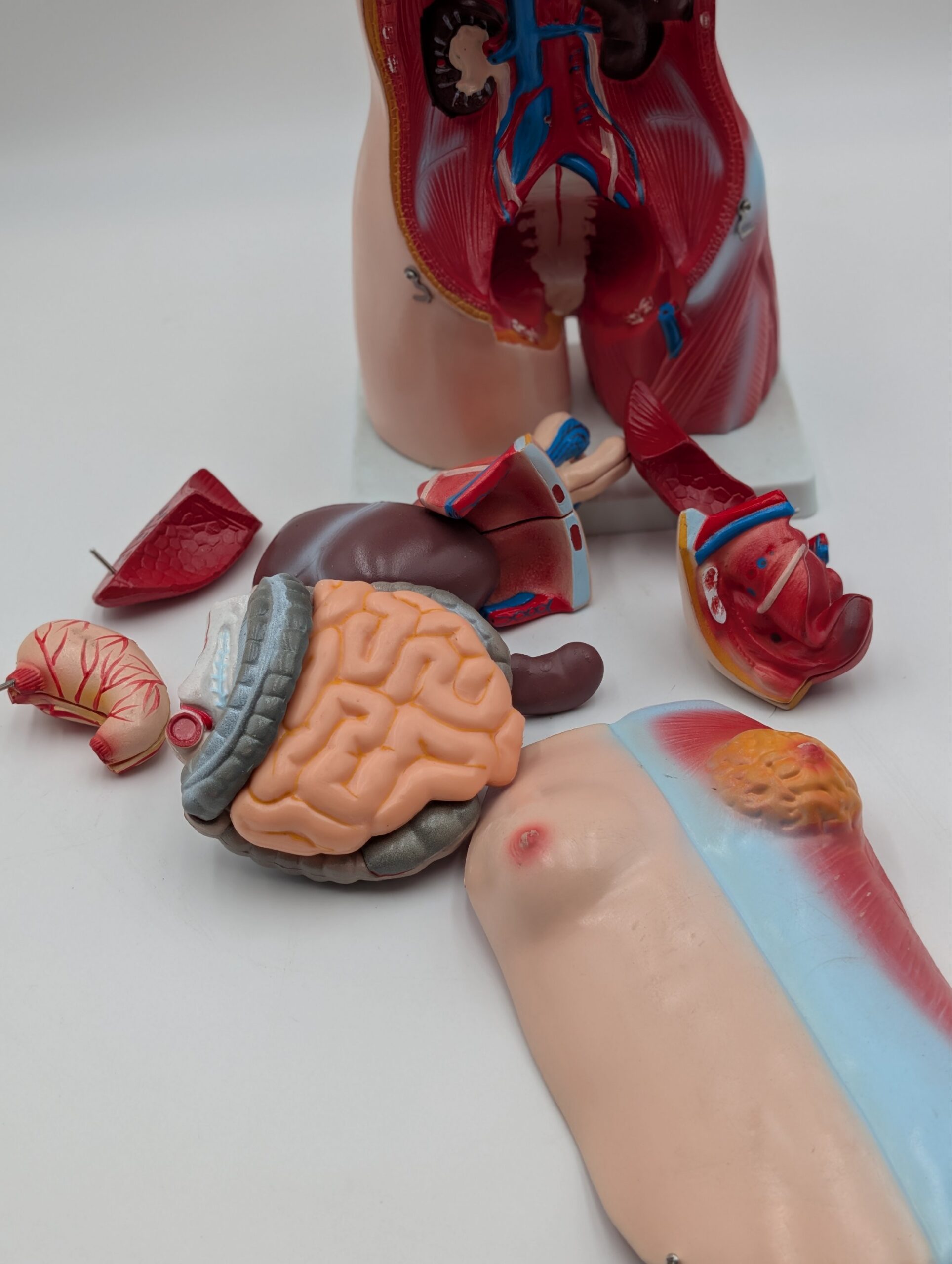 Vintage Medical Anatomy Teaching Model – Human Torso Anatomical Demonstration Figure - Image 9
