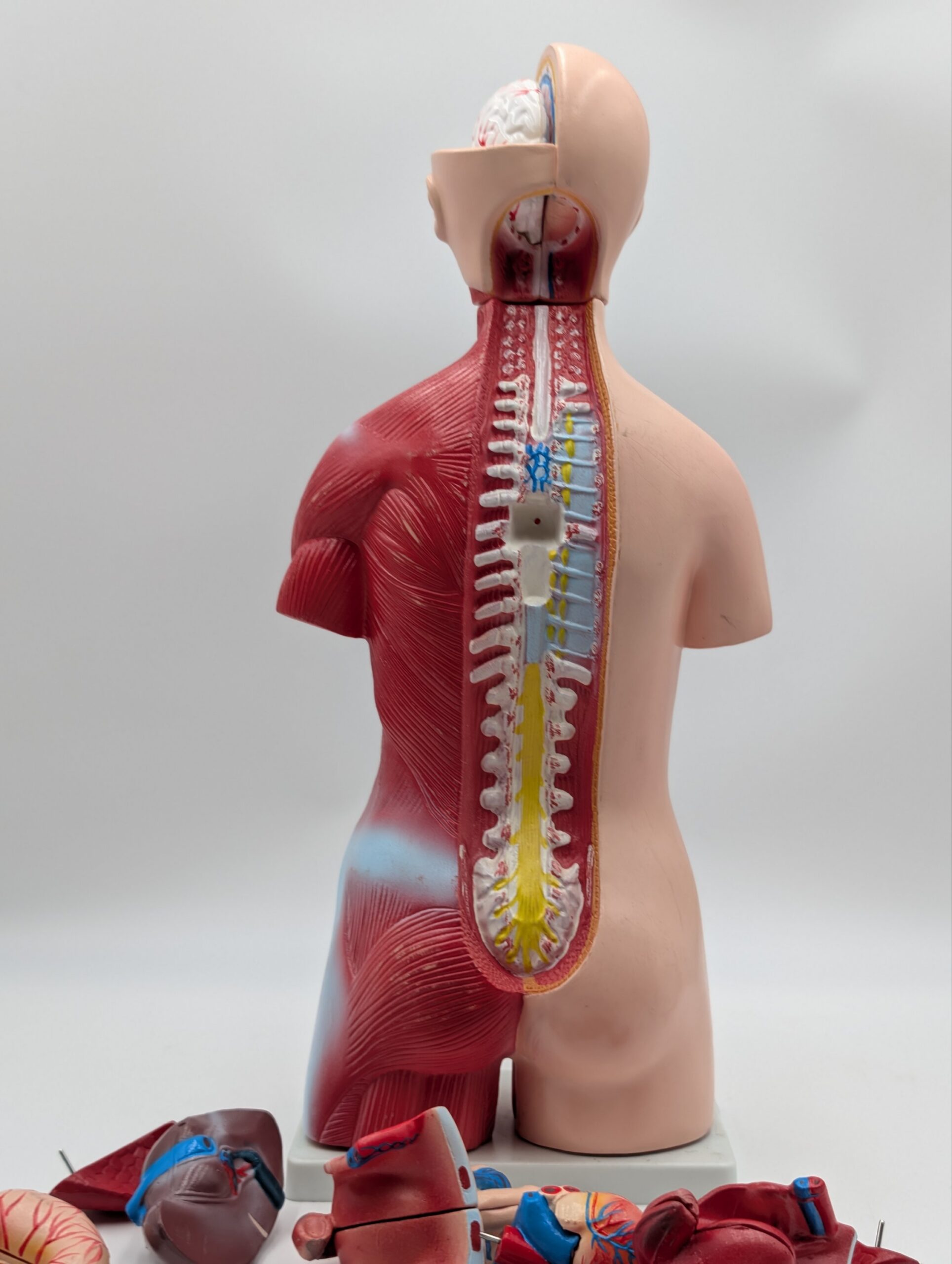Vintage Medical Anatomy Teaching Model – Human Torso Anatomical Demonstration Figure - Image 2
