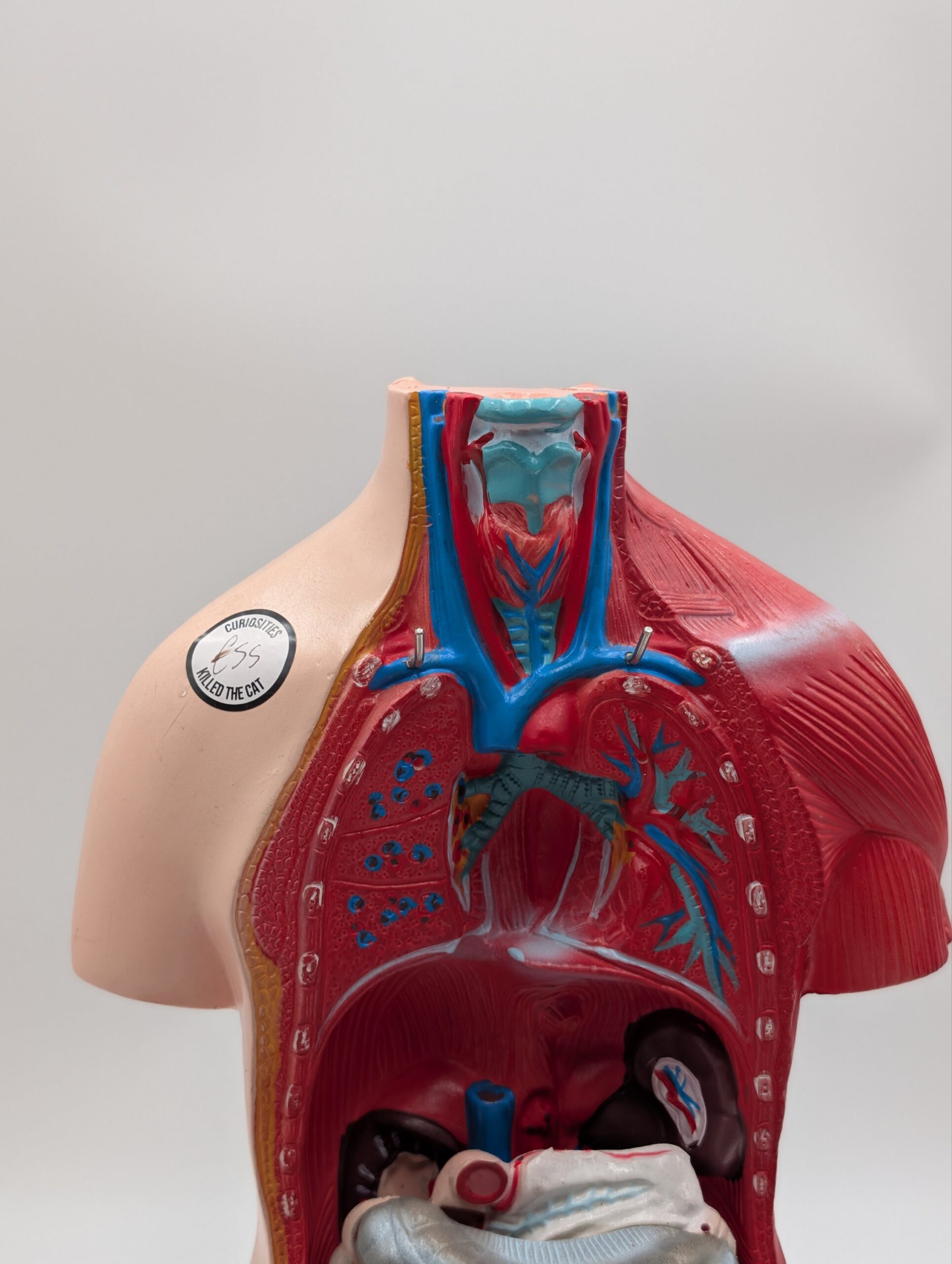 Vintage Medical Anatomy Teaching Model – Human Torso Anatomical Demonstration Figure - Image 6