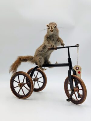 Taxidermy Red Squirrel Riding a Tricycle – Whimsical Victorian Style Curiosity Display
