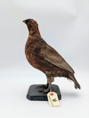 Taxidermy Red Grouse – Traditional Full Mount Game Bird Display