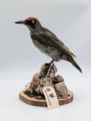 Antique Taxidermy Green Woodpecker Display – Mounted on Natural Burr Wood Base