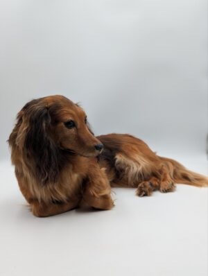 Taxidermy Long Haired Dachshund – Preserved Pet Dog Mount