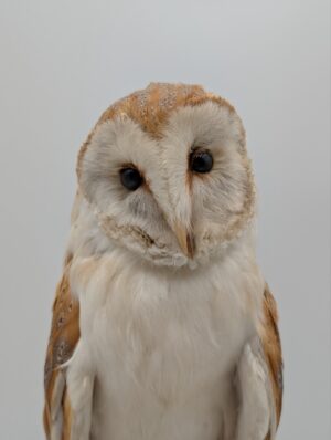 Taxidermy Barn Owl on Naturalistic Woodland Mount – Bird of Prey Display