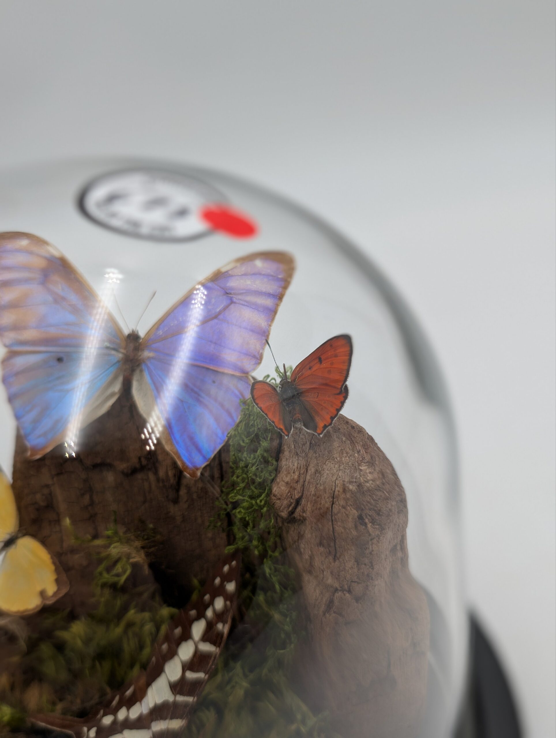 Butterfly & Insect Display Dome – Natural History Specimens Under Glass Cloche - Image 2