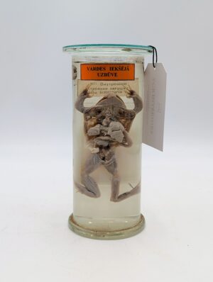 Victorian Wet Specimen Frog Dissection in Glass Jar – Original Educational Anatomy Display