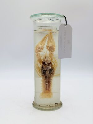 Victorian Wet Specimen Crayfish Dissection in Glass Jar – Original Educational Anatomy Display