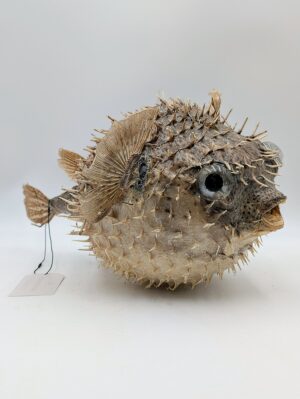 Large Victorian Taxidermy Puffer Fish – Natural History Display with Glass Eyes