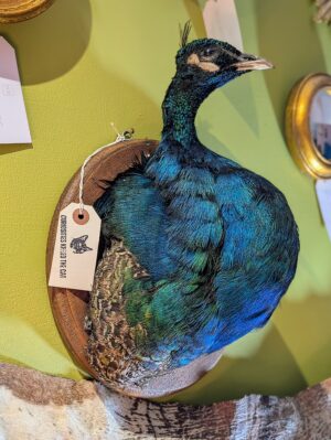 Taxidermy Peacock Head Mount – Wall Mounted Natural History Display