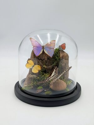 Butterfly & Insect Display Dome – Natural History Specimens Under Glass Cloche