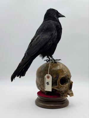 Taxidermy Crow on Faux Human Skull – Gothic Curiosity Display on Wooden Plinth