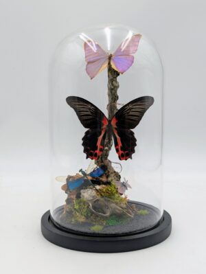 Butterfly & Damselfly Display Dome – Natural History Specimens Under Glass Cloche