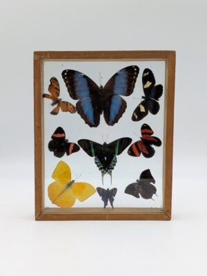 Antique Entomology Butterfly Shadow Box Display – Framed Collection of Exotic Butterflies